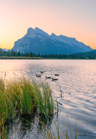 Ducks in the lake