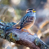 White-crowned sparrow