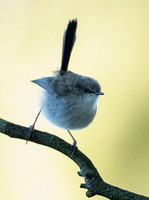 Grey Gerygone