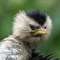 Little Pied Cormorant