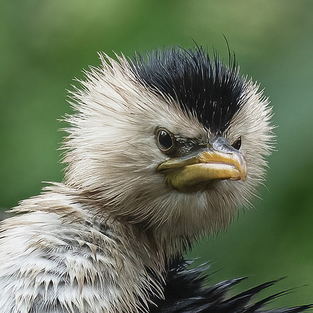 Little Pied Cormorant