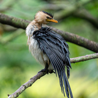 Little Pied Cormorant