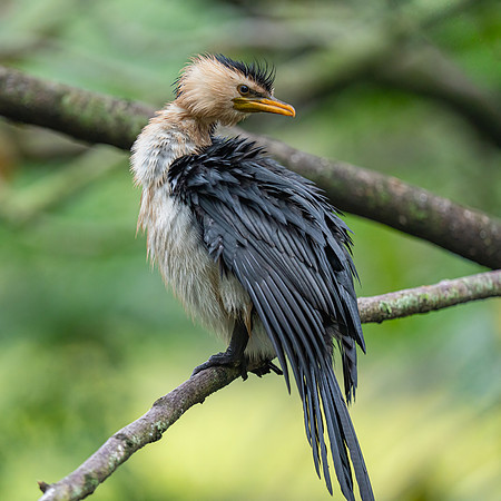 Little Pied Cormorant