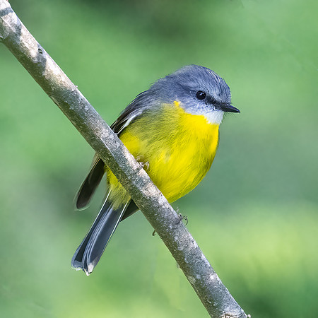 Eastern Yellow Robin