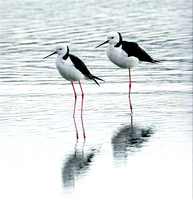 Pied Still