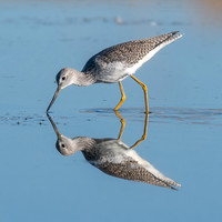 Greater Yellowlegs