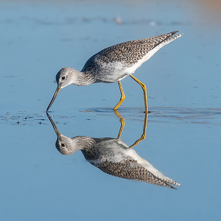 Greater Yellowlegs