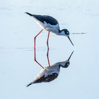 Black-necked Still