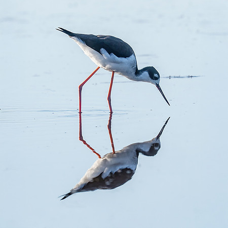 Black-necked Still