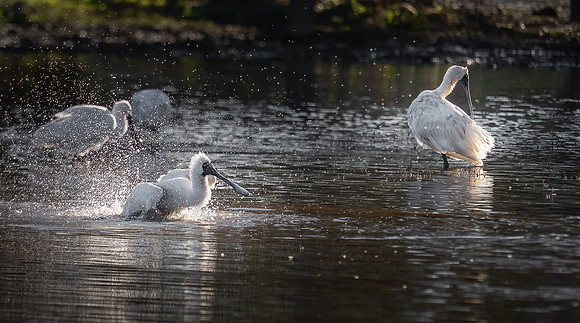 Royal Spoonbill