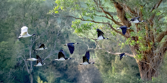 Australian Ibis