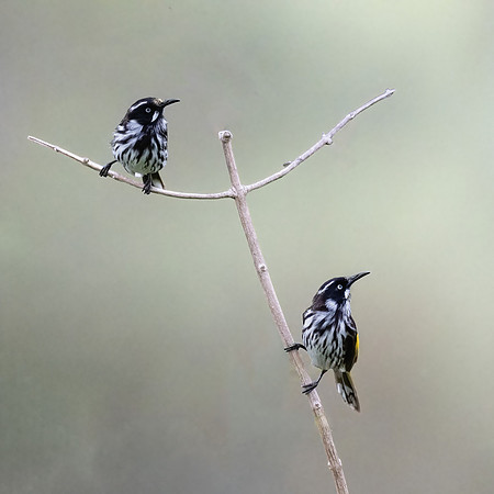 New Holland honeyeater
