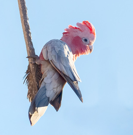 Galah