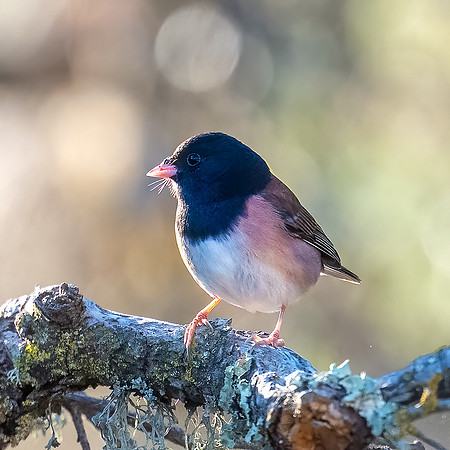 Darked-eyed Junco