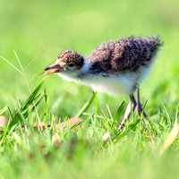 Baby Masked Lapwing
