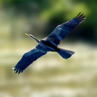 Australasian Darter