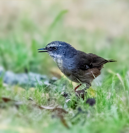 White-browed Scrubwren