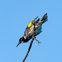 New Holland Honeyeater