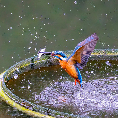 Kingfisher