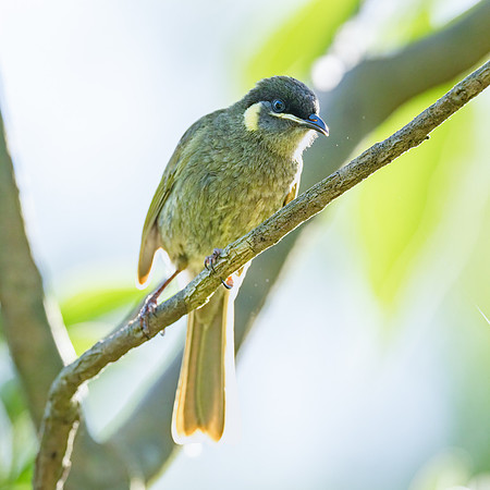 Lewin's Honeyeater