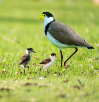 Masked Lapwing Family