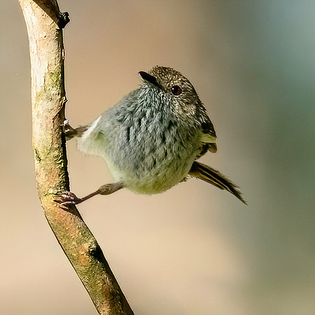 Brown Thornbill