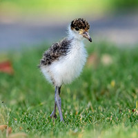 Baby Masked Lapwing