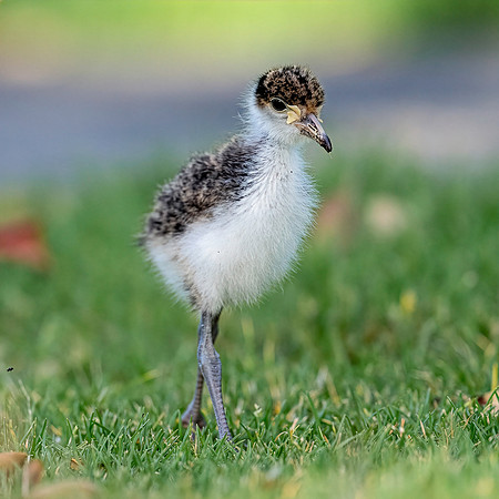 Baby Masked Lapwing