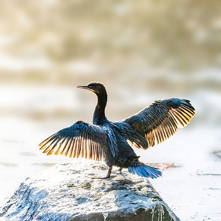 Little black cormorant