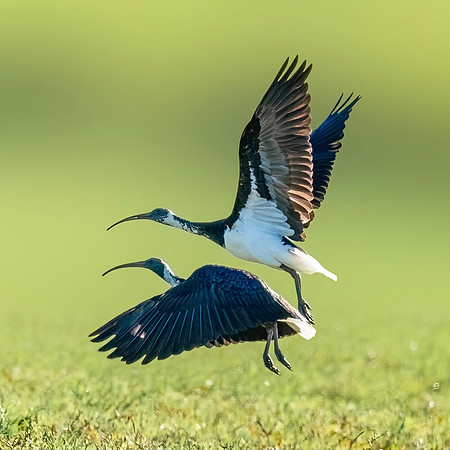 Straw necked Ibis