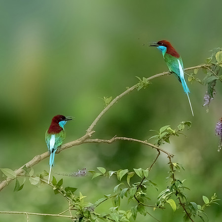 Blue throated bee-eater