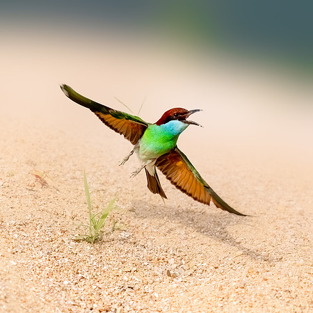 Blue throated bee-eater