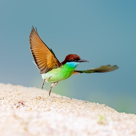 Blue throated bee-eater