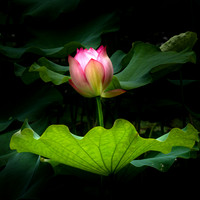 Lotus