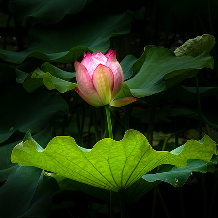 Lotus