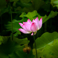 Lotus