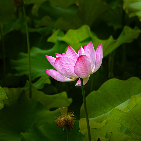 Lotus