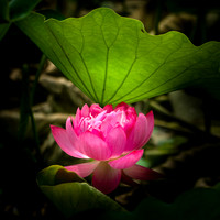 Lotus