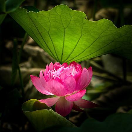 Lotus