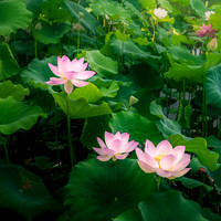 Lotus