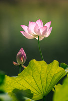 Lotus