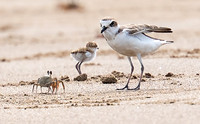 Kentish Plover