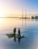Morning of Harbor