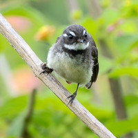 Grey Fantail