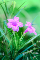 Mexican Petunia